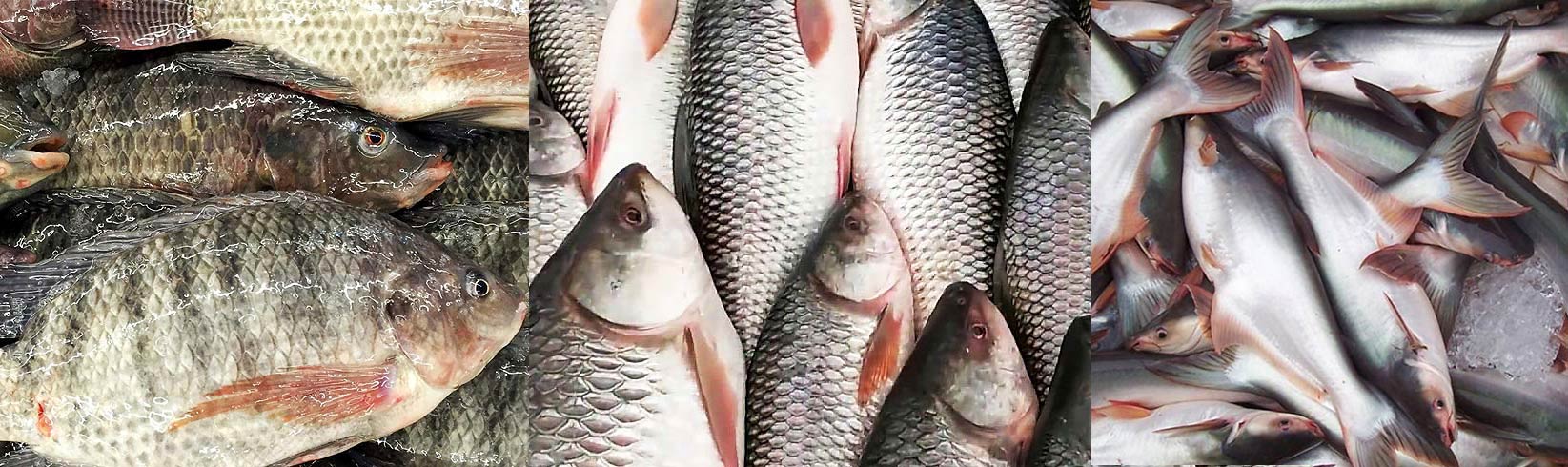 Fish