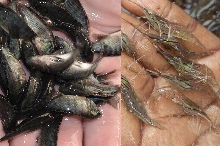 Fish Feeds