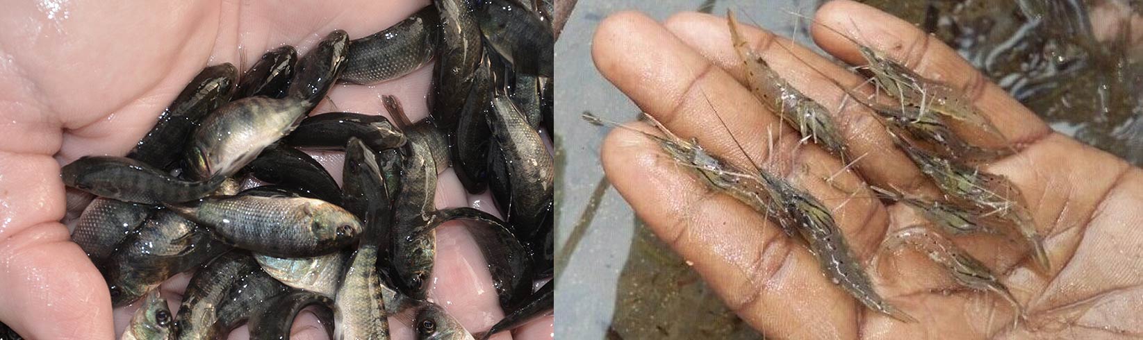 Fish Feeds