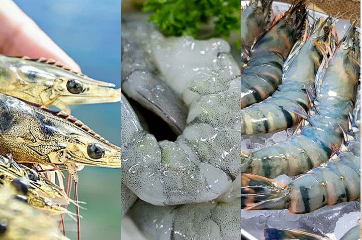 shrimp