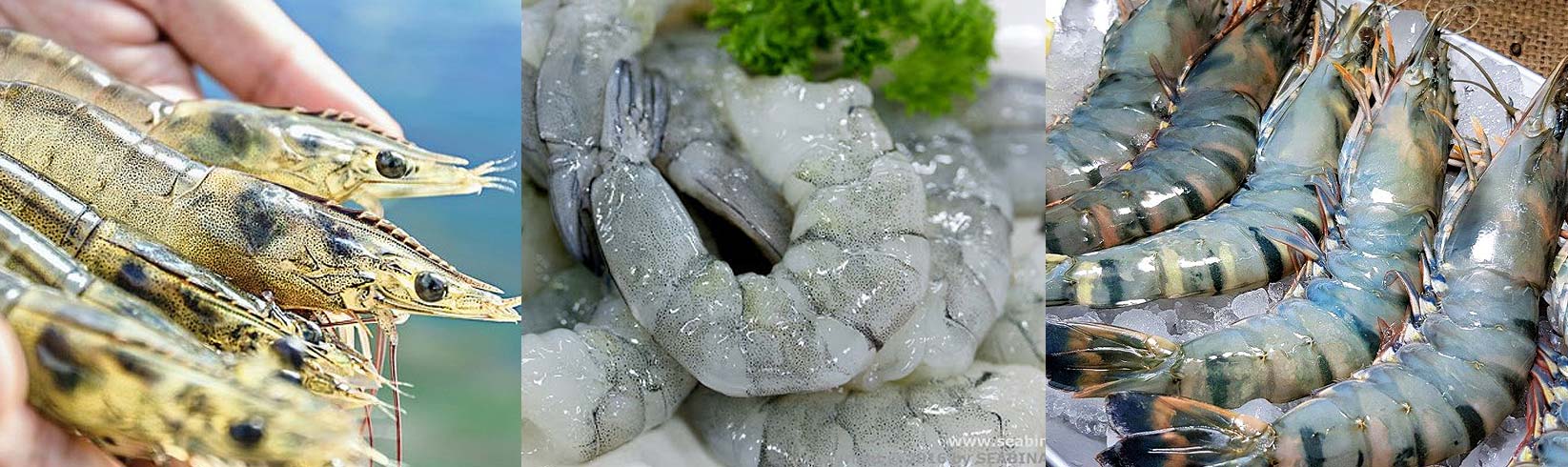 shrimp